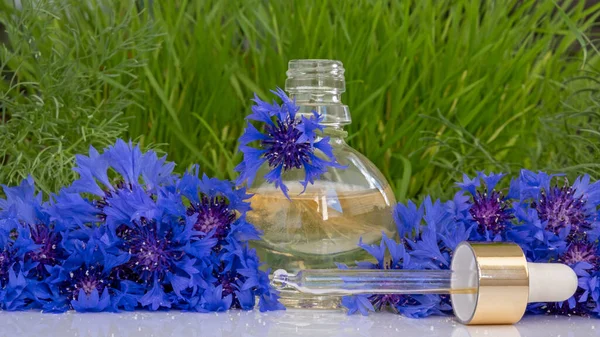 Flower Perfume Oil Essence Cornflower Flowers Drops Falling Cosmetic Pipette — Stock Photo, Image