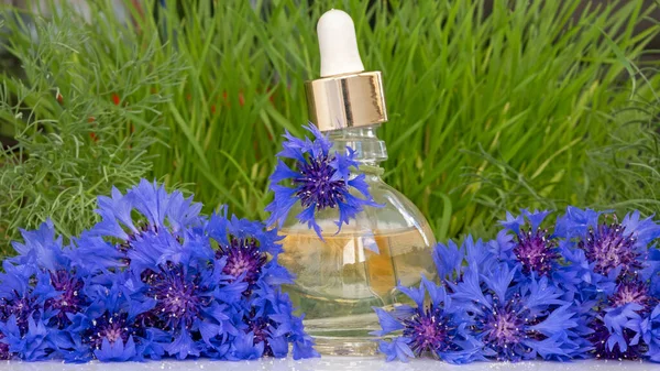 Flower Perfume or Oil Essence with cornflower flowers. Drops falling from cosmetic pipette to glass bottle with Perfumery. Aroma liquids. Skin and body care of essence flower product