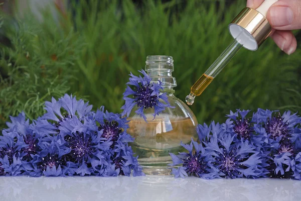 Flower Perfume or Oil Essence with cornflower flowers. Drops falling from cosmetic pipette to glass bottle with Perfumery. Aroma liquids. Skin and body care of essence flower product