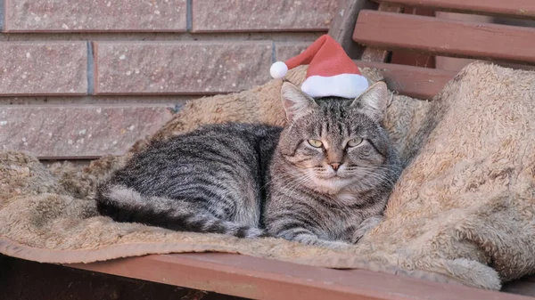 Striped Cat Red Santa Clause Hat Lies Bench Outdoors Tabby — Stock Photo, Image
