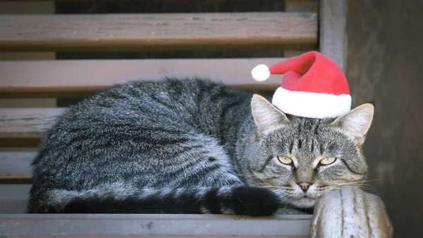 Striped Cat Red Santa Clause Hat Lies Bench Outdoors Tabby — Stock Photo, Image