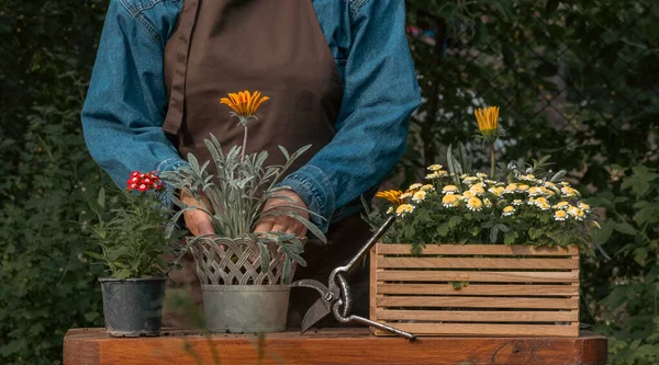 정원에서 정원가꾸기 농작물 아름다운 정원에 정원사 화초를 화분에 손으로 놓으라 — 스톡 사진