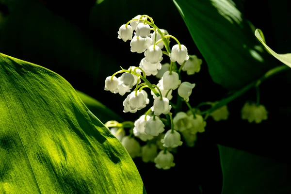 Lily Valley Spring Flowers Blooming Convallaria Majalis Close Small White — Zdjęcie stockowe