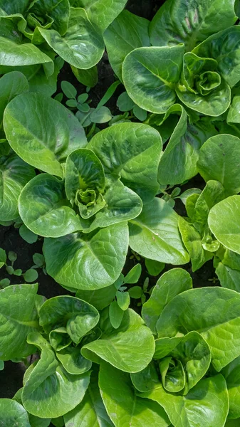 Romaine lettuce green leaves background. Romaine lettuce grows in the soil. Organic salad, ready to be harvested. Fresh lettuce leaves. Salad plant close-up. Organic food, keto or paleo diet. Agricultural industry