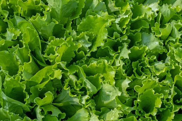 Romaine Lettuce Green Leaves Background Romaine Lettuce Grows Soil Organic —  Fotos de Stock
