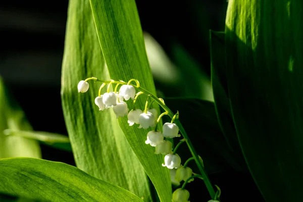 Lily Valley Spring Flowers Blooming Convallaria Majalis Close Small White — Stock Photo, Image