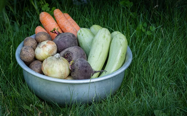 Bio Gemüse Schale Auf Dem Bauernhof Anbaukonzept Frische Pflanzen Kartoffeln — Stockfoto