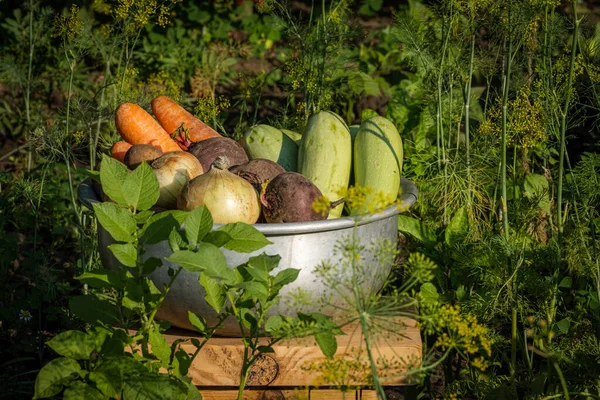 Warzywa Ekologiczne Misce Farmie Koncepcja Rolnictwa Świeże Uprawy Ziemniaki Cebula — Zdjęcie stockowe