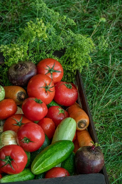 Organic vegetables with drops of water on the farm, farming concept. Growing organic products. Harvesting. Fresh crops, tomatoes harvest, carrot, potato, cucumbers, garlic in box outdoors