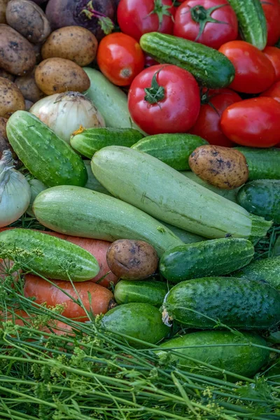 Légumes Biologiques Sur Herbe Verte Ferme Cultiver Des Produits Biologiques — Photo