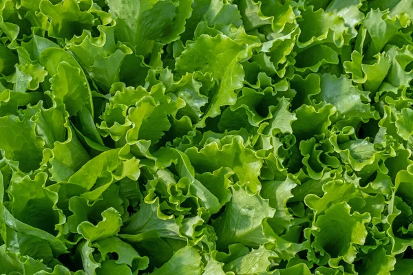 Romaine Lettuce Green Leaves Background Romaine Lettuce Grows Soil Organic lizenzfreie Stockfotos