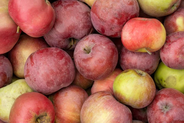 Ernte Frischer Äpfel Natürliche Äpfel Hintergrund Nahaufnahme — Stockfoto