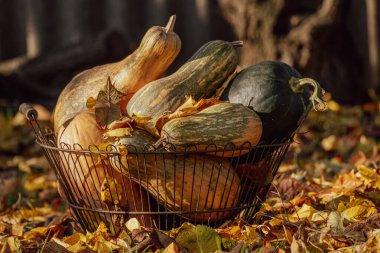 Kabaklar, kabaklar, sepetteki kabak hasadı. Şükran Günü kavramı, Cadılar Bayramı. Sarı yaprakların üzerinde duran balkabaklarının üzerine düşen sonbahar sarısı yaprakları