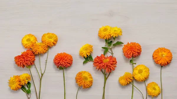 Chrysanthemen Blumen Hintergrund Strauß Farbenfroher Herbstlicher Frischer Blumen Zur Dekoration — Stockfoto