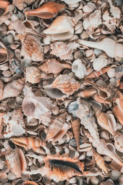 Seashells on the coast. Cockleshells. Background of shells. Summertime, vacation, travel, tourism concept - seashell lie on beach. Flat lay, top view, close-up