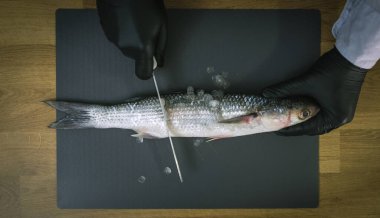 Hands scrub scales of a wild mullet fish. Peel fish from scales with sharp knife. Fresh fish cutting process. Unrecognizable cook cleans seafood. Cooking fish at home. Healthy food concept slow motion