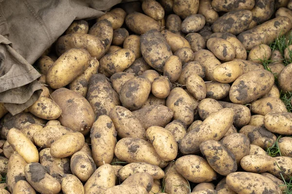 Fresh young potato. Heap of ripe potatoes on the ground in a field. Fresh white young organic potatoes, harvesting. Organic vegetables background. Harvest close-up. A pile of potatoes lying on the soil