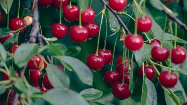 Cherries on a tree in the garden under rain. Water drops on organic ripe fruits in a rural garden. Cherry orchard after rain. Raining Gardening harvest slow motion closeup