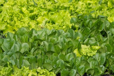 Romaine lettuce green leaves background. Romaine lettuce grows in the soil. Organic salad, ready to be harvested. Fresh lettuce leaves. Salad plant close-up. Organic food, keto or paleo diet. Agricultural industry  