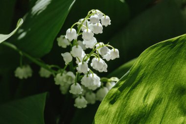 Lily of the valley spring flowers blooming. Convallaria majalis close-up. Small white lily-of-the-valley flowers and young green leaves. The first lilies of the valley wild forest flowers bloom Nature
