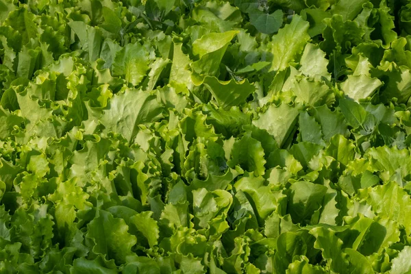 Romaine lettuce green leaves background. Romaine lettuce grows in the soil. Organic salad, ready to be harvested. Fresh lettuce leaves. Salad plant close-up. Organic food, keto or paleo diet. Agricultural industry