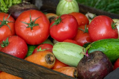 Çiftlikte su damlaları olan organik sebzeler, tarım konsepti. Organik ürünler yetiştiriyor. Hasat. Taze ekinler, domates hasadı, havuç, patates, salatalık, sarımsak.