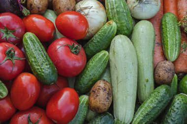 Çiftlikteki yeşil çimlerde organik sebzeler. Organik ürünler yetiştiriyor. Hasat. Çiftçilik kavramı. Taze ekinler, domates hasadı, havuç, patates, salatalık, açık hava.