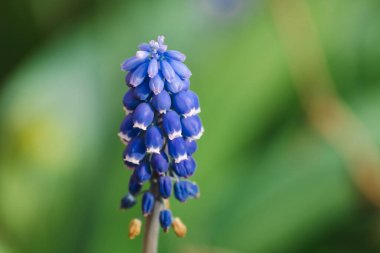 Güzel Muscari botryoides Çiçekleri bir açık hava bahçesinde çiçek açıyor. Mor menekşe Muscari botryoides Doğal Işıkla Bahçe Ayarları