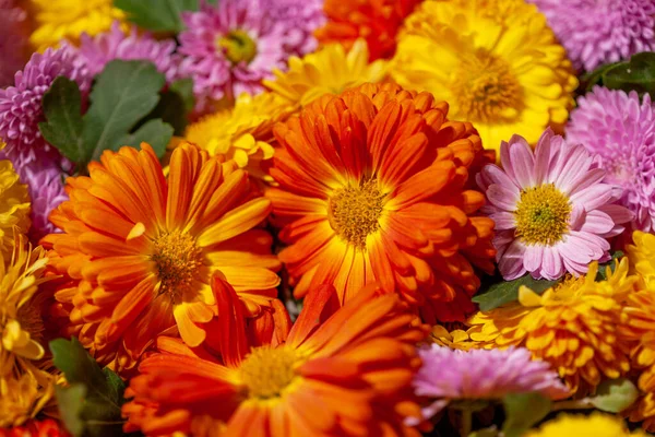 Crisantemos Flores Fondo Fondo Floral —  Fotos de Stock
