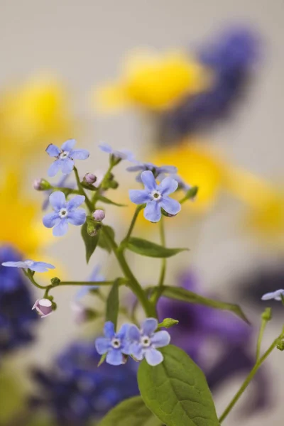 Vackra Vårblommor Smörblomma Smörblomma Förgätmigej Ficaria Hyacint Det Vår Våren — Stockfoto