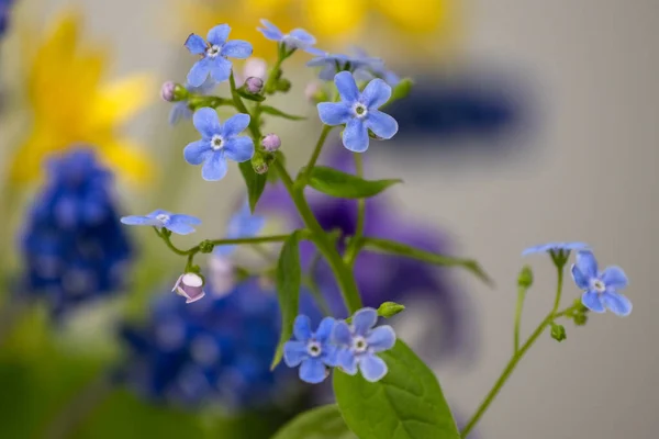 Vackra Vårblommor Smörblomma Smörblomma Förgätmigej Ficaria Hyacint Det Vår Våren — Stockfoto