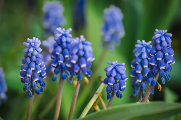 Vackra Muscari Botryoides Blomma Blommar Trädgård Lila Violett Muscari Botryoides — Stockfoto