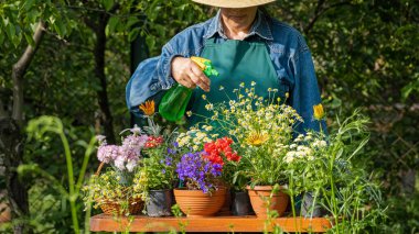 Hands of woman planting beautiful flowers at the garden or backyard, putting soil by hands, transplanting flowers into pot outdoors,. Home gardening, love of houseplants and flowers concept