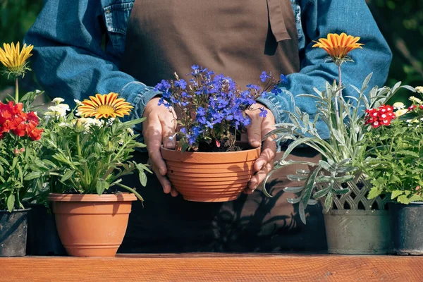 Hands Woman Planting Beautiful Flowers Garden Backyard Putting Soil Hands — Foto de Stock