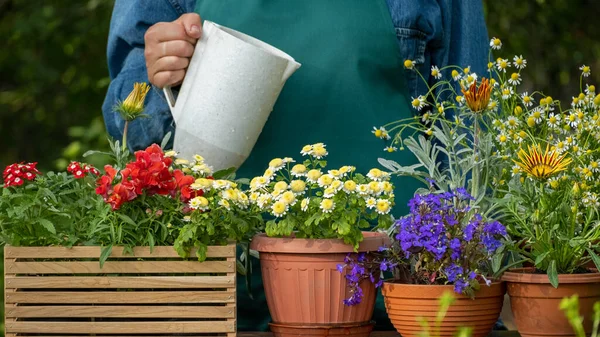 Watering Flowers Pot Sprays Water Flowerpots Garden Florist Working Takes — Stockfoto