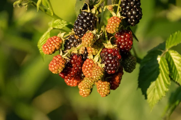 Bunches Ripe Black Red Green Unripe Blackberries Growing Wild Nature — Stock Photo, Image