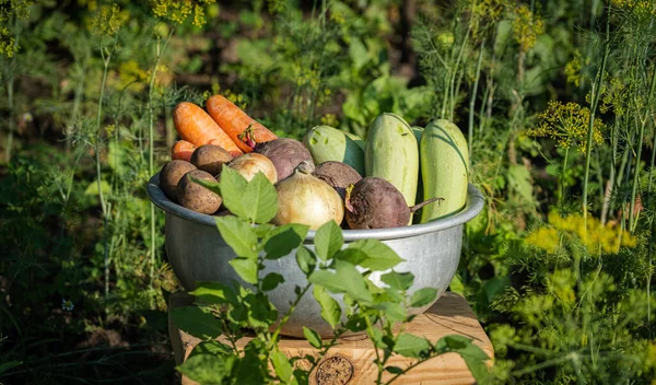 农场里的有机蔬菜在碗里 耕作的概念 新鲜的作物 胡萝卜 室外蔬菜收获 — 图库照片