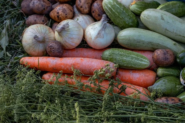 Warzywa Ekologiczne Zielonej Trawie Gospodarstwie Hodowla Produktów Ekologicznych Zbieram Plony — Zdjęcie stockowe