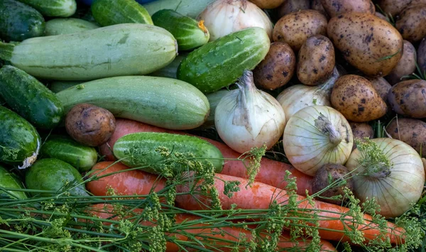 Warzywa Ekologiczne Zielonej Trawie Gospodarstwie Hodowla Produktów Ekologicznych Zbieram Plony — Zdjęcie stockowe