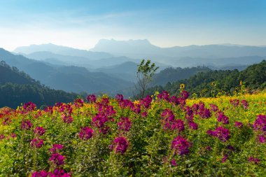 Ulusal bahçe parkında renkli çiçekler ve Tayland, Chiang Mai 'deki Doi Luang Chiang Dao dağ tepeleri. Seyahat ve tatilde doğa manzarası.