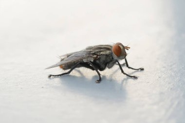 Kanatları ve bacakları izole edilmiş bir sineğe yaklaş. Siyah bir böcek, hayvan böceği..