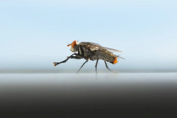 Close up of a fly with wings and legs isolated. A black insect, Animal bug.