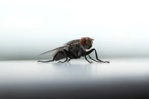 Close up of a fly with wings and legs isolated. A black insect, Animal bug.