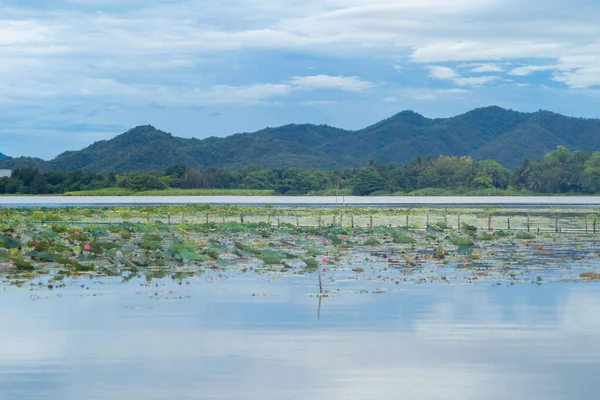 泰国Songkhla的Thale Noi国家公园的池塘 大海或湖中的粉色莲花 自然景观背景 — 图库照片