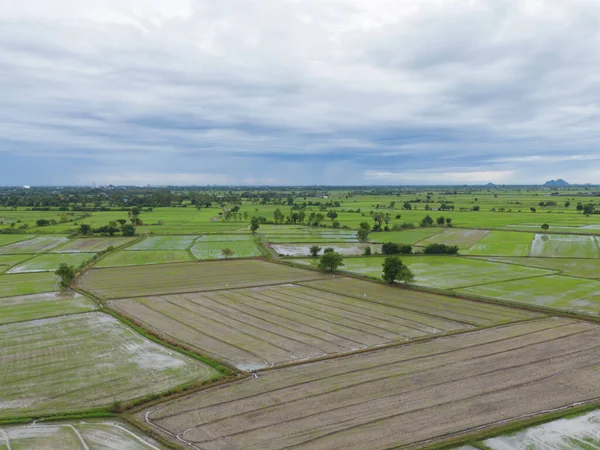 Yansıtmalı Çeltik Pirinç Terasları Kırsal Alanlarda Yeşil Tarım Alanları Dağ — Stok fotoğraf