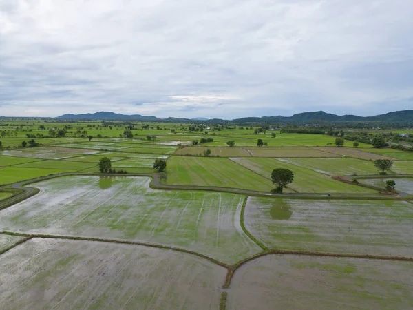 Aerial Top View Της Paddy Ταράτσες Ρυζιού Αντανάκλαση Του Νερού — Φωτογραφία Αρχείου