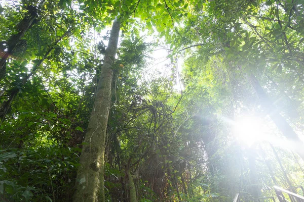 Természet Zöld Erdő Vagy Park Napfény Fáklya Háttér Tavaszi Szezonban — Stock Fotó