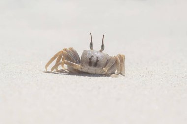 Yengeç. Kumsaldaki hayvan.