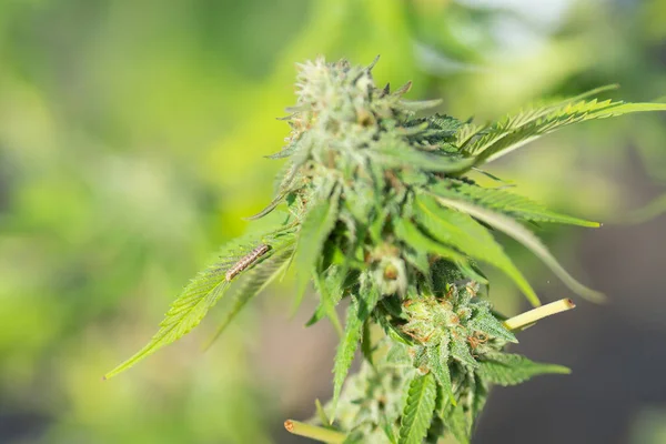 Worm Marijuana Field Hemp Cannabis Plant Flower Leaves Farm Lab —  Fotos de Stock