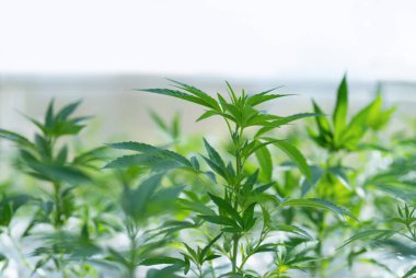 Outdoor marijuana field, hemp or cannabis plant flower leaves farm lab. Organic product in laboratory in technology medical, healthcare, research concept. Natural food. Ganja narcotic weed